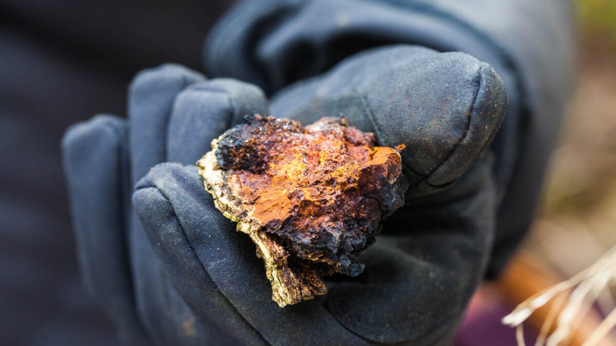 Speisepilze jagen wir, Heilpilze sammeln wir