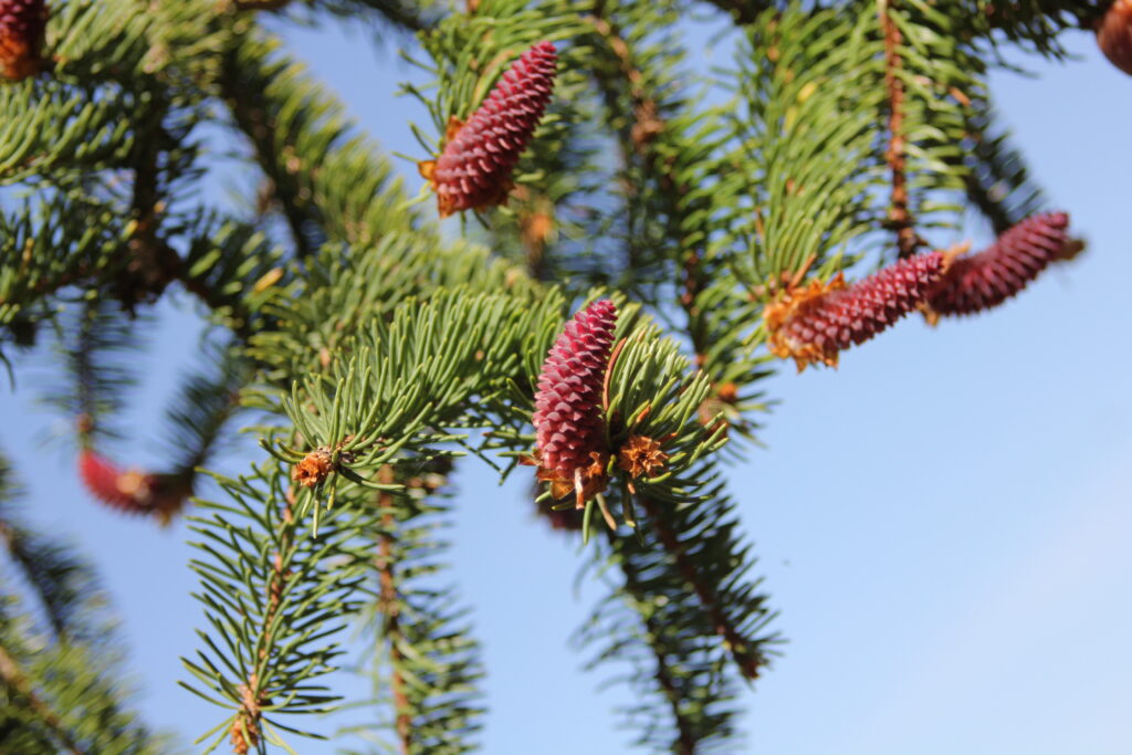 Junger Fichtenzapfen